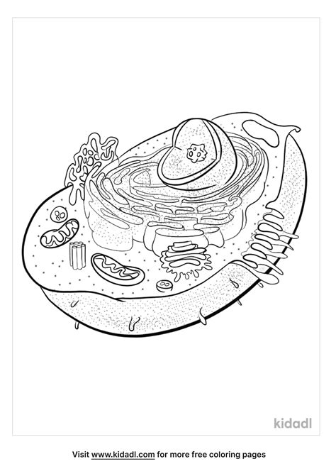 Animal Cell Coloring Sheet