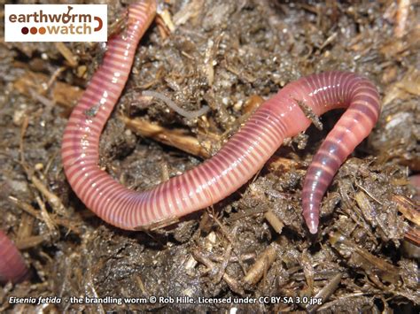 Earthworm Watch - The Results | Earthworm Society of Britain