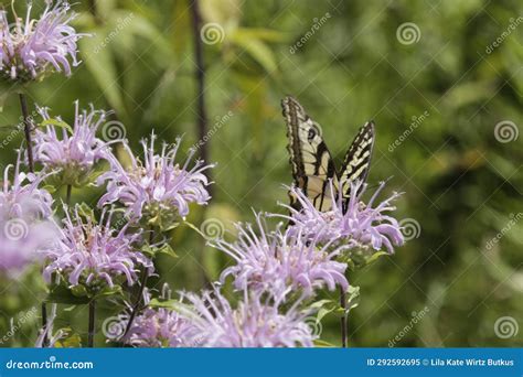 Wings Open Slightly Standing Straight Up.. Tiger Swallowtail Butterfly ...