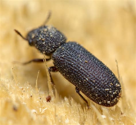 Powderpost Beetle: Identification, Life Cycle, Damage, Treatment, FAQs