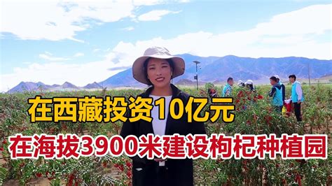 在西藏投资10亿元，建设海拔最高最具规模的枸杞种植园，卓玛感到深深的自豪【白玛卓玛】 - YouTube