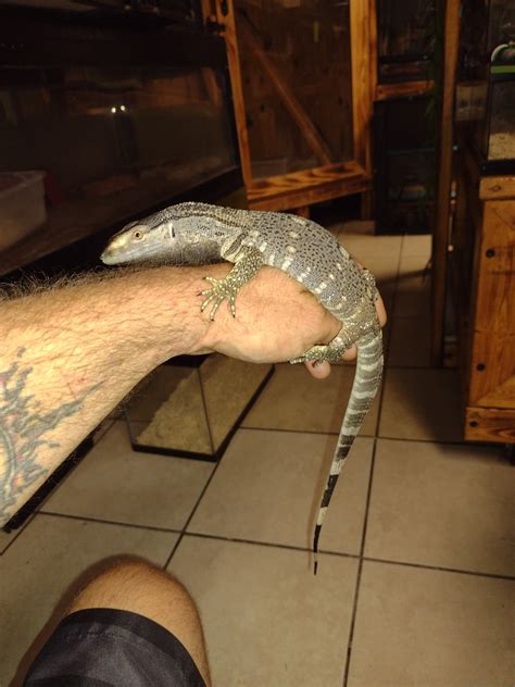 Christmas Sale$$$$$beautiful Captive Born Yearling Male Black Throat ...