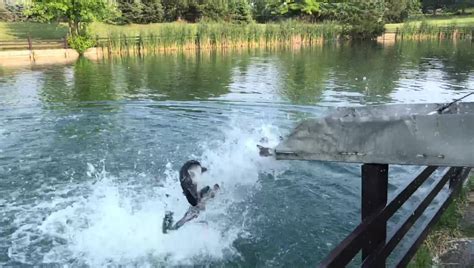 Image result for Spring Run Trout Farm