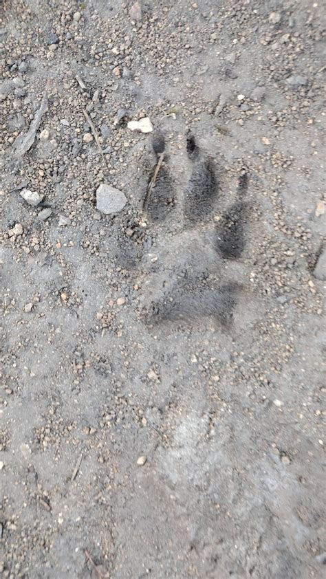 Mountain Lion Eats Coyote 的图像结果