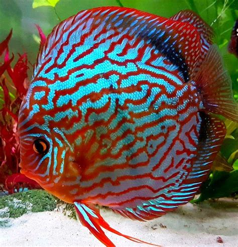fish aquarium 3 feet