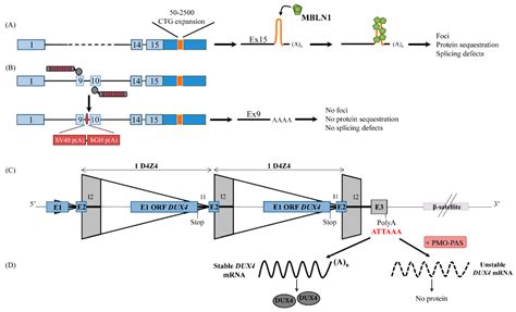 Targeting the Polyadenylation Signal of Pre-mRNA: A New Gene Silencing ...
