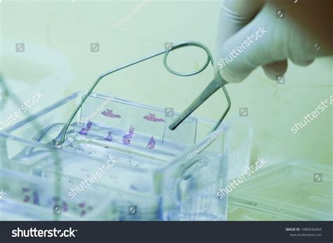 Microscope Slide 的图像结果