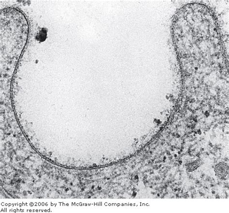 Image result for Cell Membrane Microscope Slides