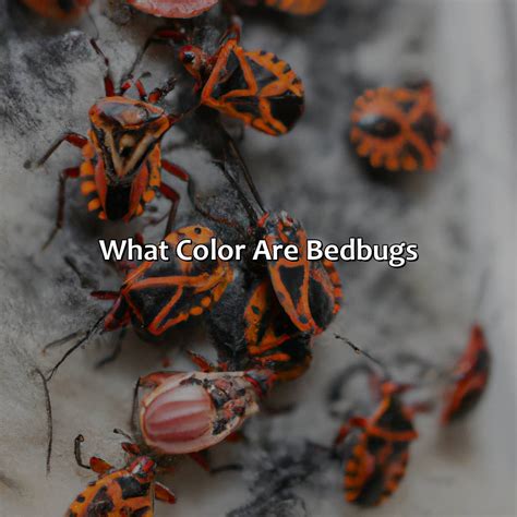 What Color Are The Bed Bugs at Marsha Shain blog