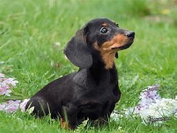 Image result for Cute Baby Dachshund Puppies