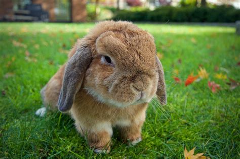 Holland Lop Rabbit - Complete Breed Guide & Top Facts