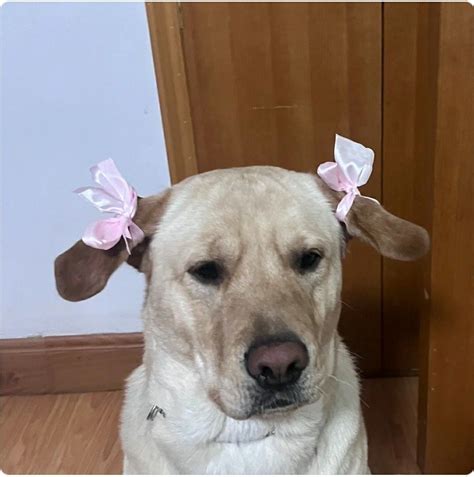 Adorable Dog with Pink Bows