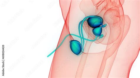 Image result for Male Reproductive System Animation