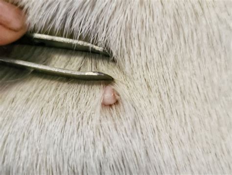 Your Guide to Skin Tags On Dogs: Symptoms, Causes & Treatment - PawSafe