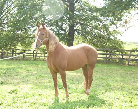 Tennessee Walker Horses For Sale | Pine Bush, NY #286519