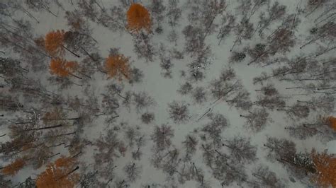 Watch Alone Season 5 Online | Stream TV Shows | Stan