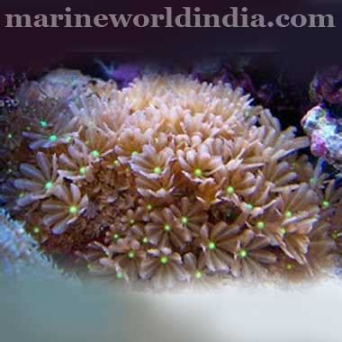 marine reef aquarium setup | salt water aquarium manufacturer ...
