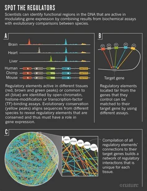Image result for Human Genetic Code