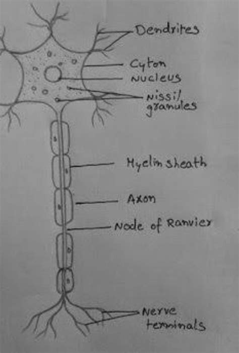 2. Draw a neat and labelled diagram of a nerve cell. 3. Given alongside ...