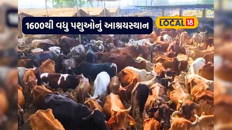 અનોખી ગૌશાળા: પશુઓની સાથોસાથ જરૂરિયાતમંદોની પણ કરે છે આવી રીતે સેવા ...