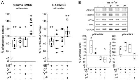 Norepinephrine Inhibits the Proliferation of Human Bone Marrow-Derived ...
