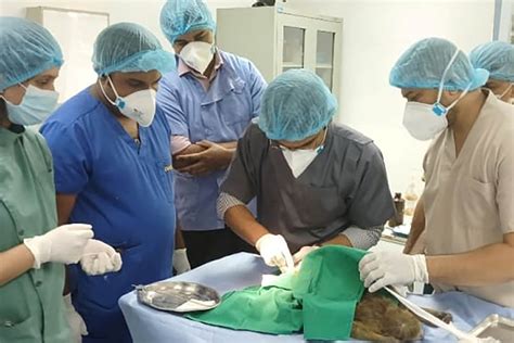 Rezultat imagine pentru Birth Control Loop