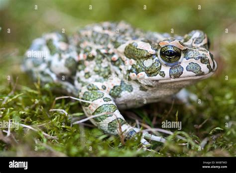 Image result for Python DMM GUI