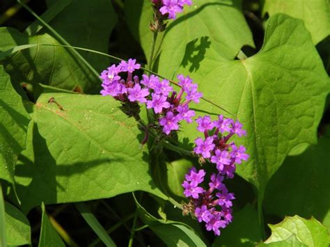 What Is A Trailing Verbena – Trailing Verbena Plant Care And Info ...