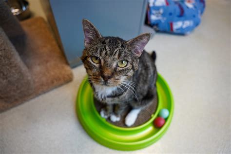 Strengthen Cobb County Pets and Families - Atlanta Humane Society