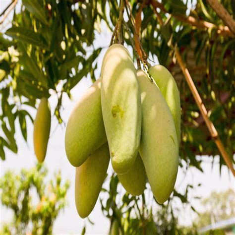 Totapuri Mango(Grafted) - Fruit Plants & Tree – PlantsKingdom