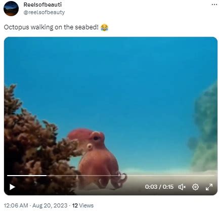 Fact Check: Octopus Walking On Seabed? No, Viral Video Is Of ...