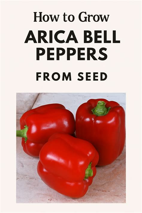 Arica Bell Pepper Seeds | How to Grow Sweet Peppers from Seed – Buy ...