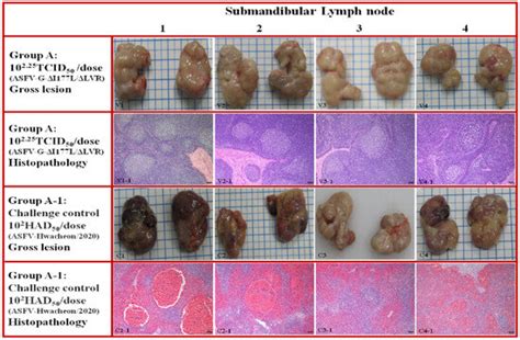 African Swine Fever Vaccine Candidate ASFV-G-ΔI177L/ΔLVR Protects ...