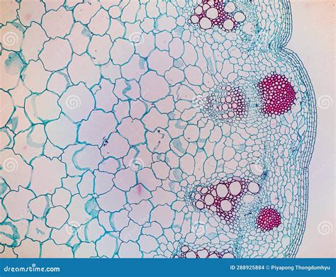 Image result for Different Tissues Under Microscope