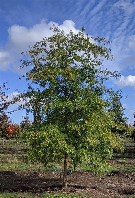 Willow Oak | Quercus phellos — Northwest Shade Trees