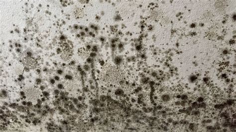 How To Get Rid Of Black Mould | News | Vinci Response