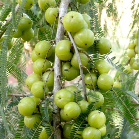 HARITHAVANAM - Farm Consultant and Landscape Designers