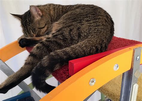 Kitty Wheel 的图像结果