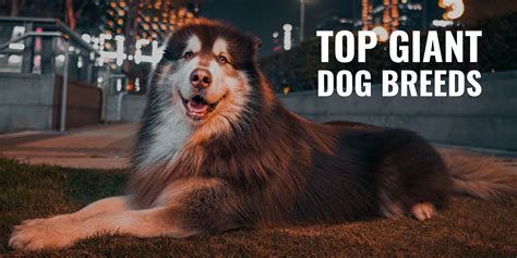 Top 15 Giant Dog Breeds – Super Tall and Oversized Dog Breeds!