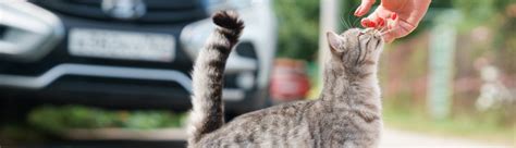 Image result for Cat Affection Signs