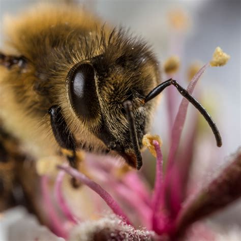 Bees Algorithm Applications 的图像结果