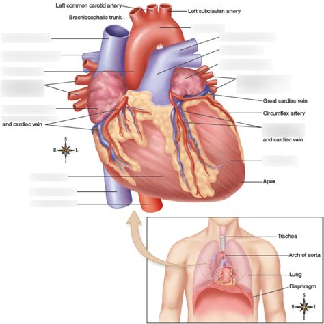 Cardiovascular System 的图像结果