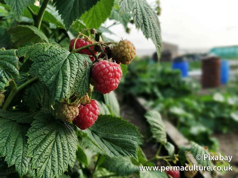 How To Look After Raspberry Plants For A Bumper Harvest