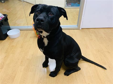 Simba - Large Male American Staffordshire Terrier x Labrador Mix Dog in ...