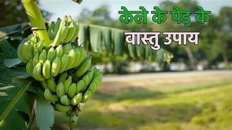 Vastu Tips: घर की किस दिशा में केले का पेड़ लगाना होता है शुभ, वास्तु ...