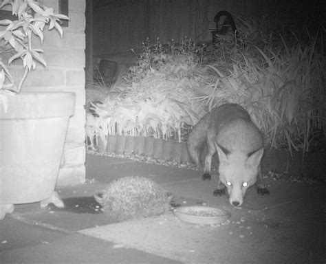 Hedgehog predators - Hedgehog Street
