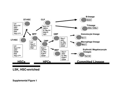 HSC Matrix 的图像结果