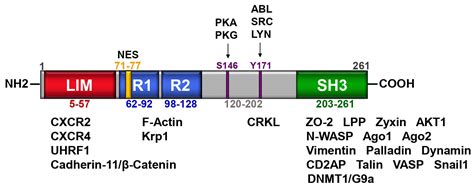 LASP1 in Cellular Signaling and Gene Expression: More than Just a ...