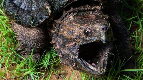 Image result for Snapping Turtle Bites