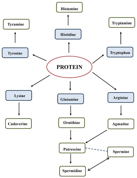 Biogenic Amines in Alcohol-Free Beverages